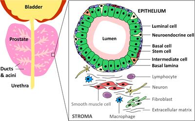 Exploring anti-androgen therapies in hormone dependent prostate cancer and new therapeutic routes for castration resistant prostate cancer